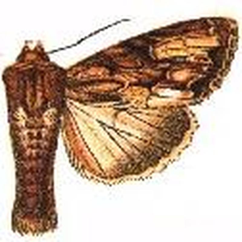 Apamea auranticolor