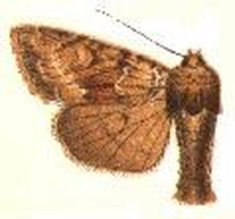 Apamea auranticolor2