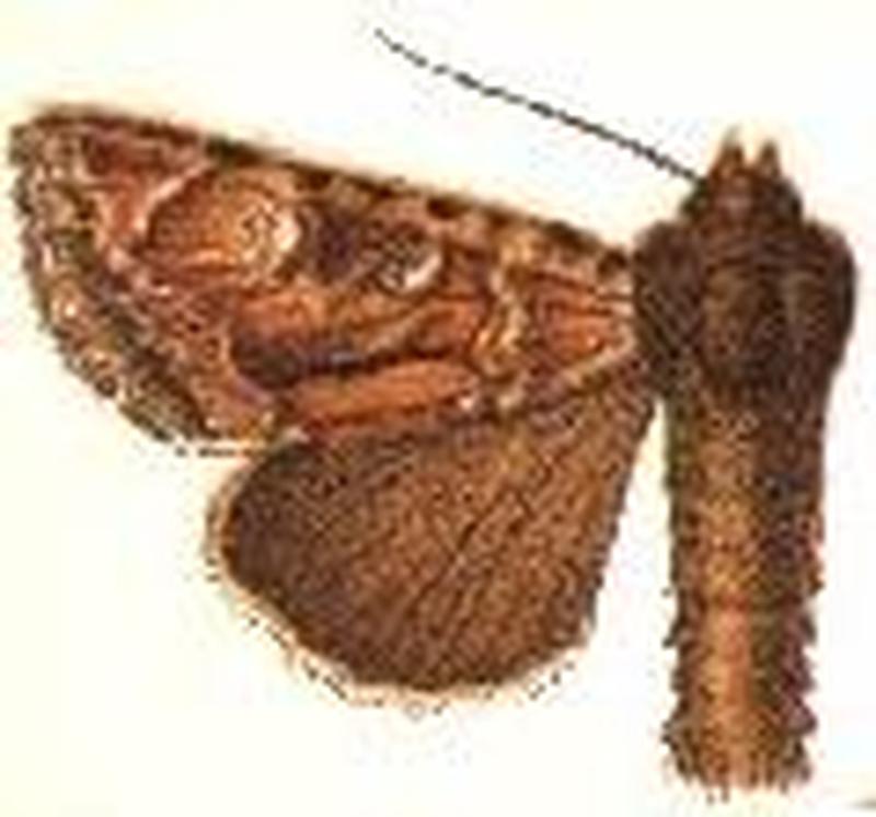 Apamea auranticolor3