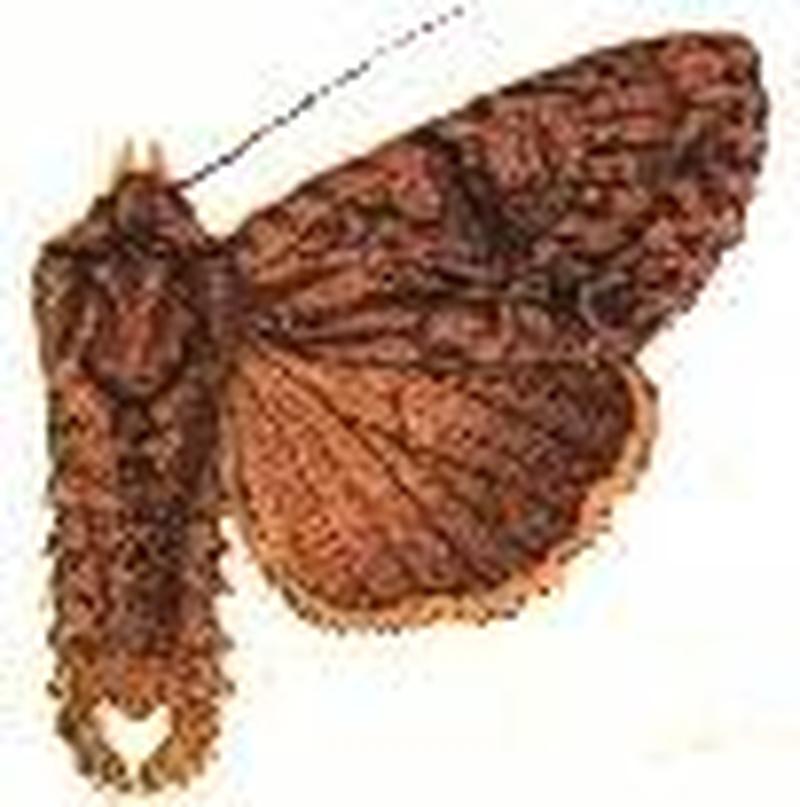Apamea cariosa