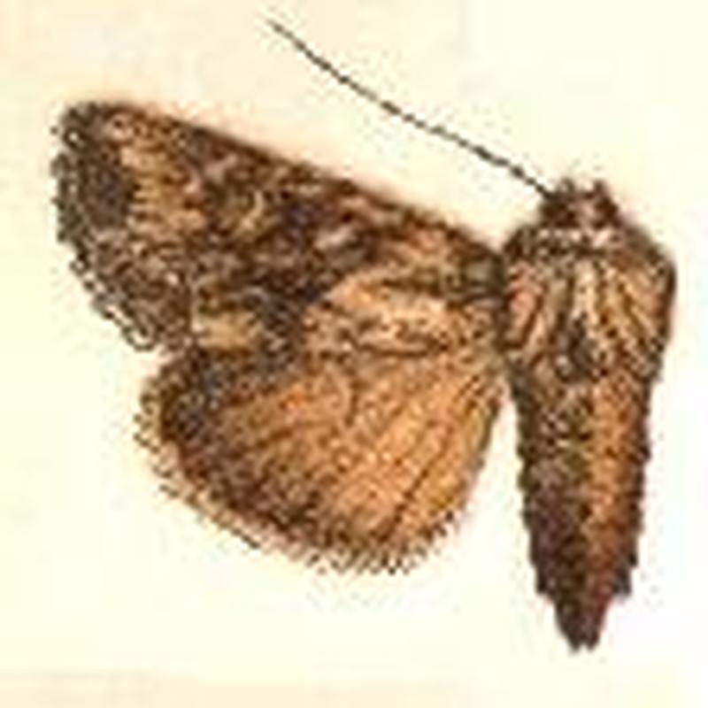 Apamea cinefacta