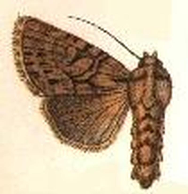 Apamea dionea