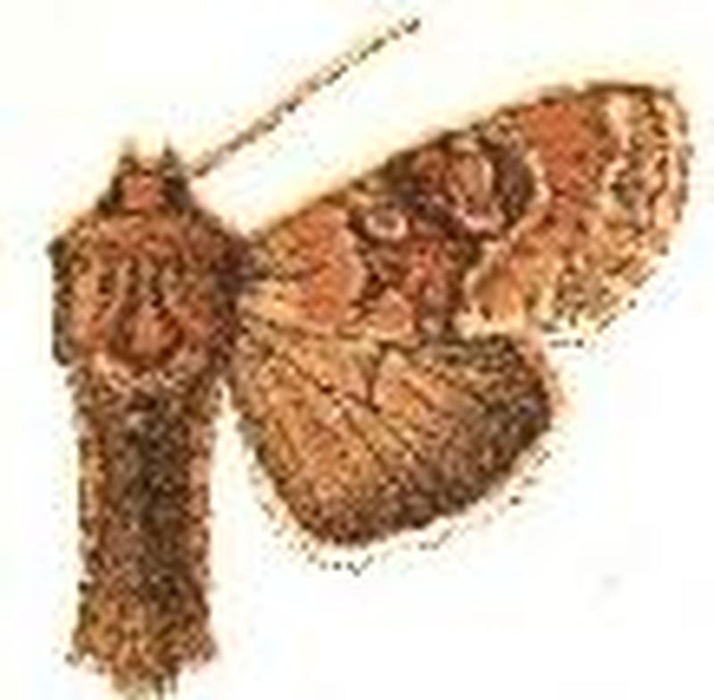 Apamea finitima2