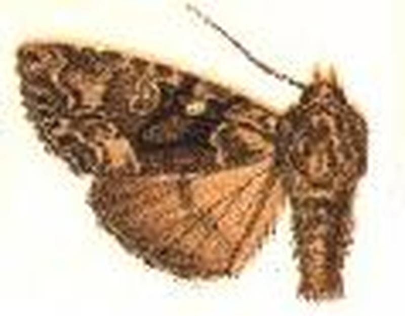 Apamea indocilis