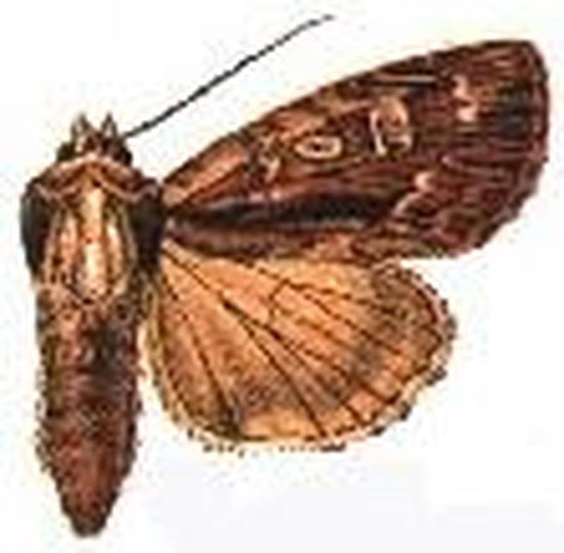 Apamea nigrior