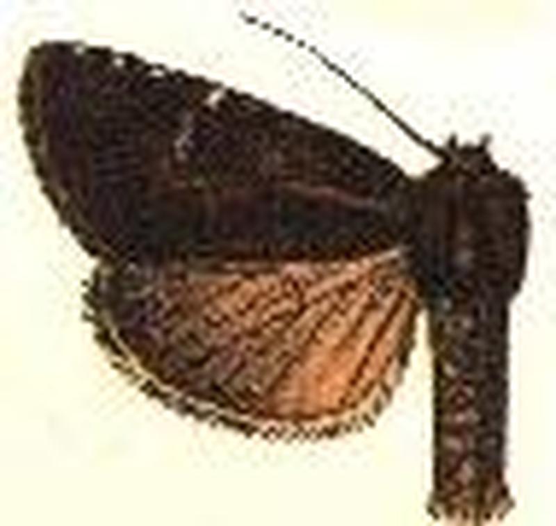 Apamea plutonia