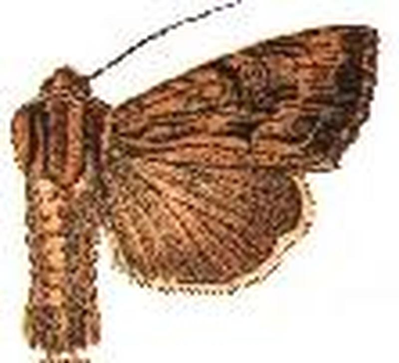 Apamea vulgaris