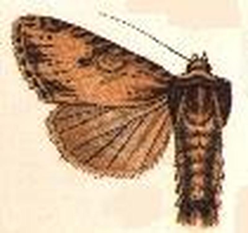 Apamea vultuosa