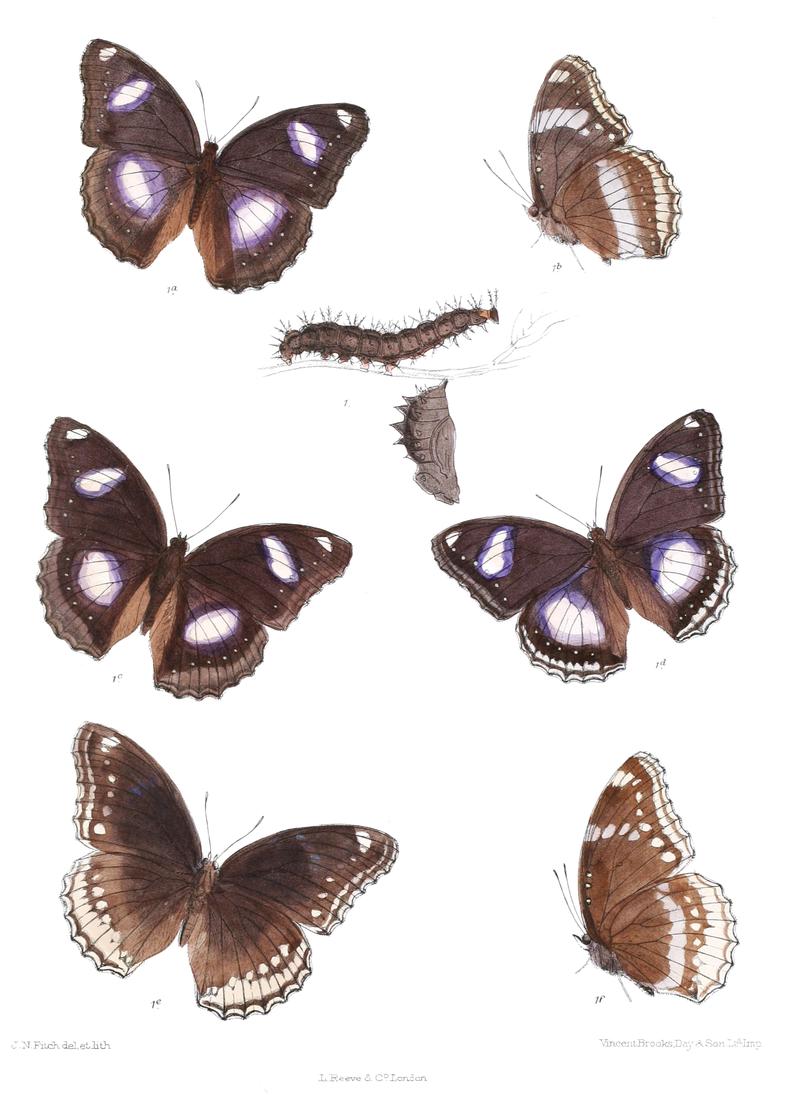 Apatura bolina 329
