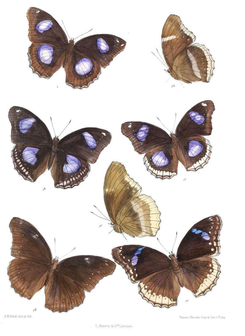 Apatura bolina 330