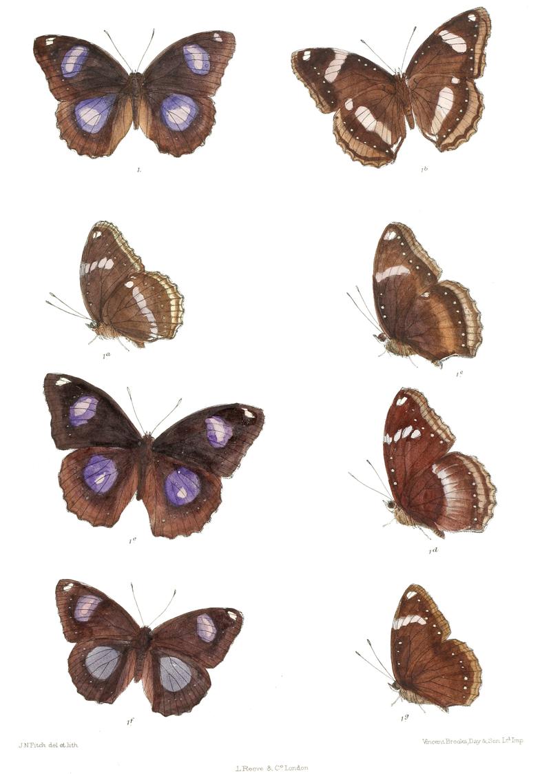 Apatura bolina 331