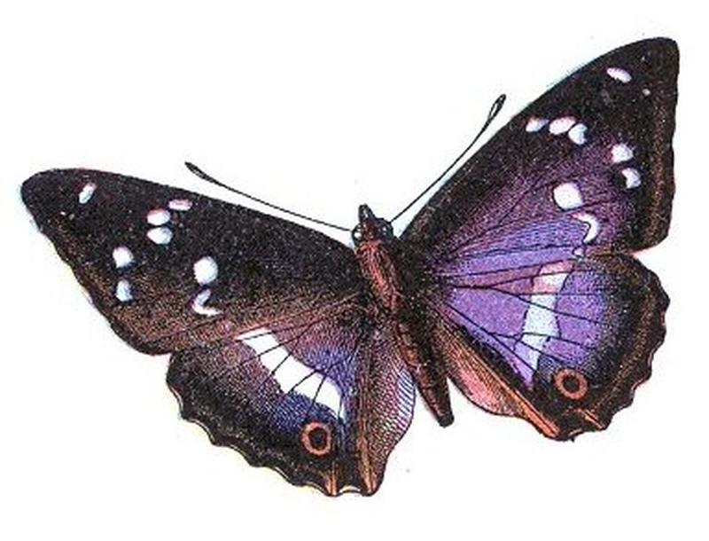 Apatura iris (Millot)