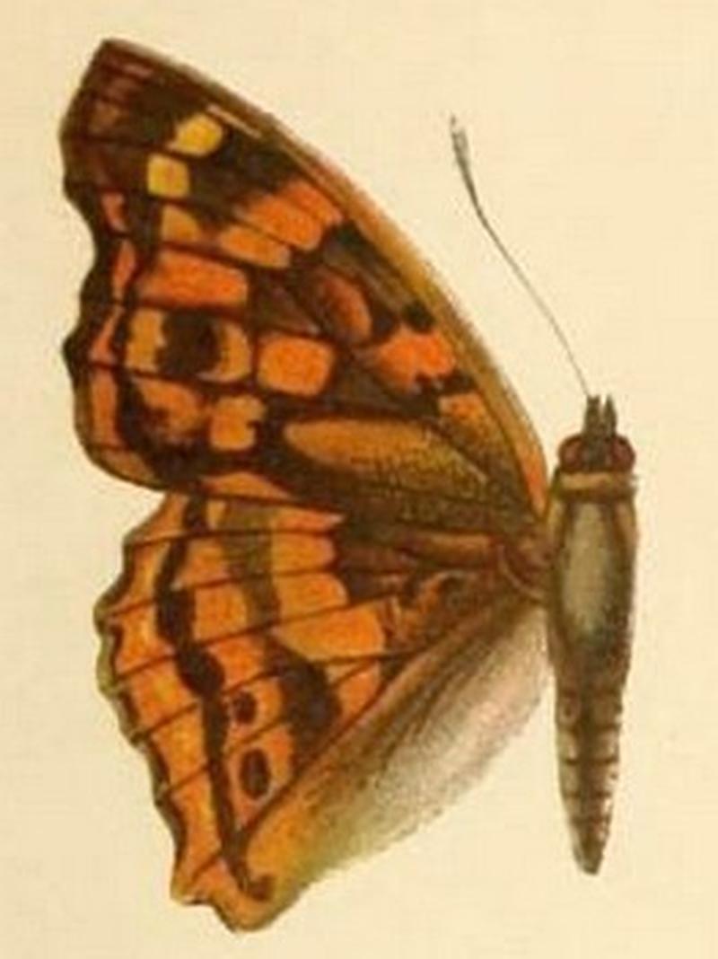 Apatura laverna
