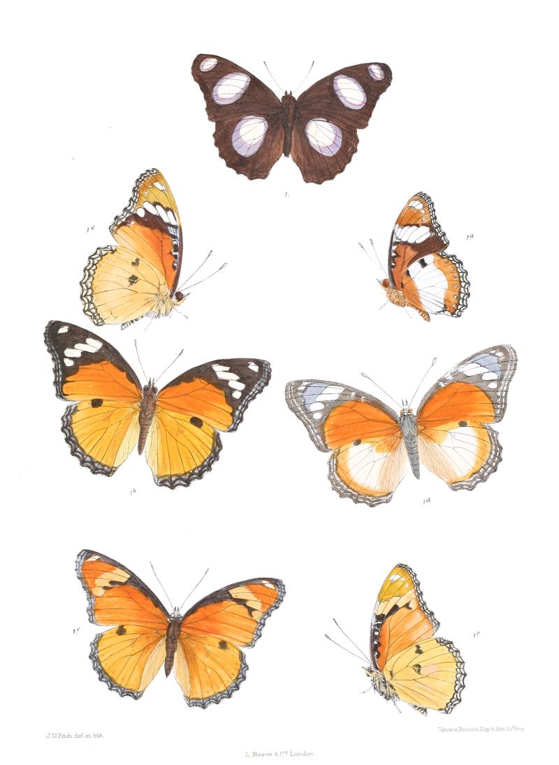 Apatura misippus 332