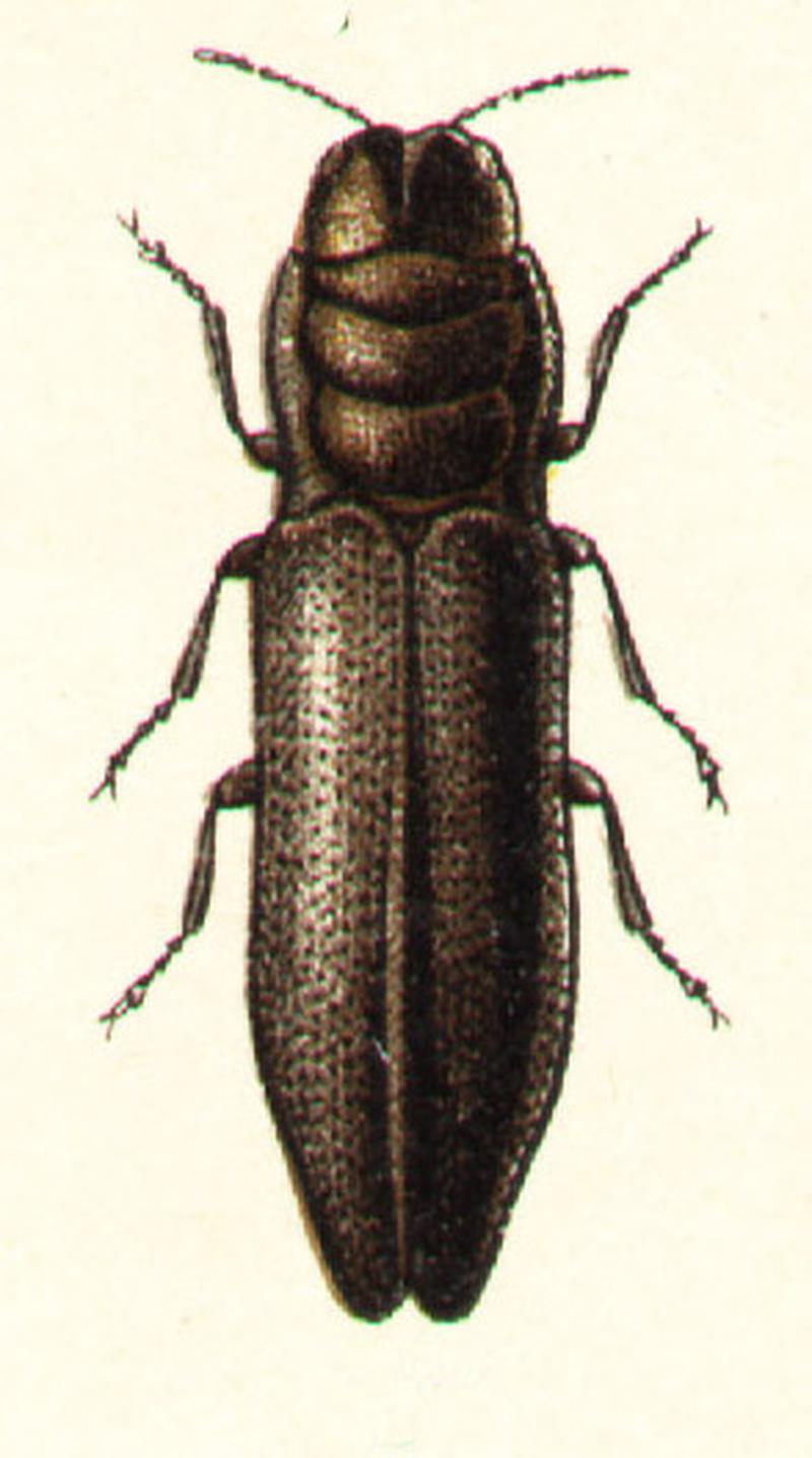 Aphanisticus emarginatus