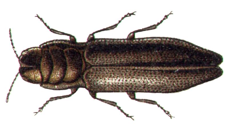 Aphanisticus emarginatus 2