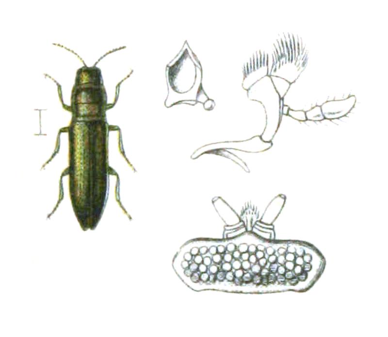 Aphanisticus pusillus