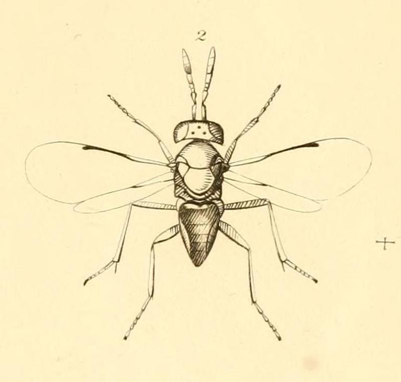 Aphelinus abdominalis - MonographiaChalciditumPlateKdel