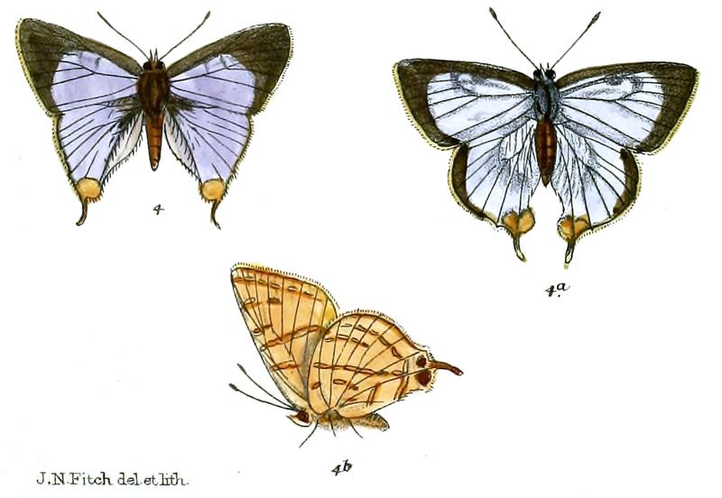 AphnaeusAbnormis 735 4 Fitch