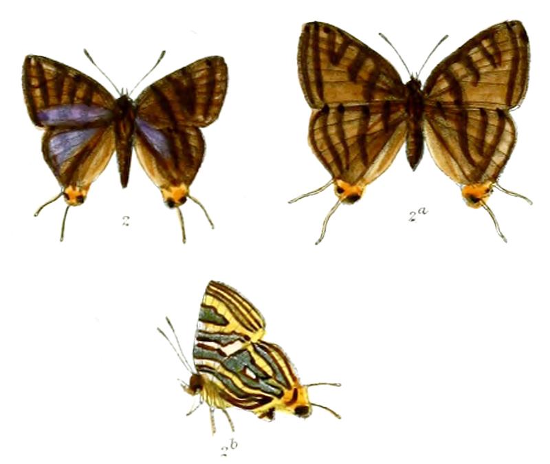 AphnaeusConcanus 738 1 Knight