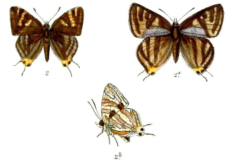 AphnaeusFusca 733 2 Knight