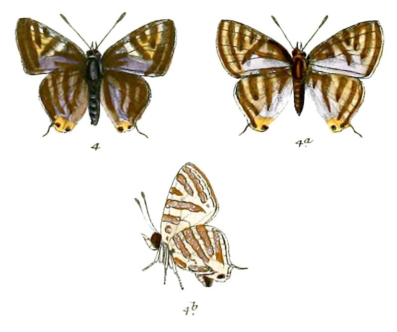 AphnaeusGabriel 733 4 Knight