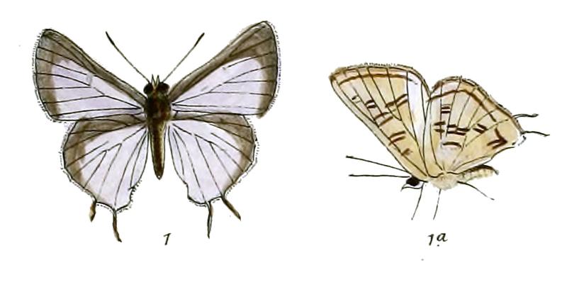 AphnaeusGreeni 736 1 Fitch
