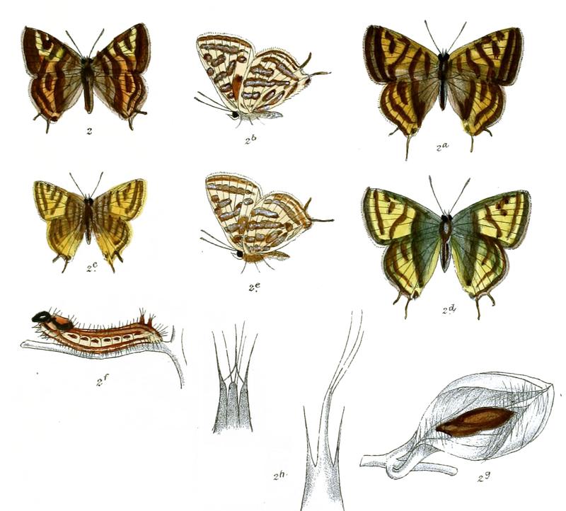 AphnaeusHypargyrus 734 2 Fitch