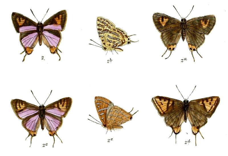 AphnaeusIctis 737 1 Fitch