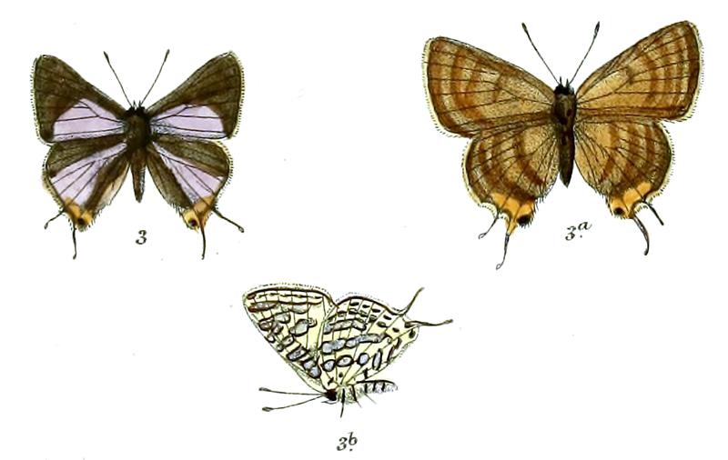 AphnaeusLilacinus 735 3 Fitch