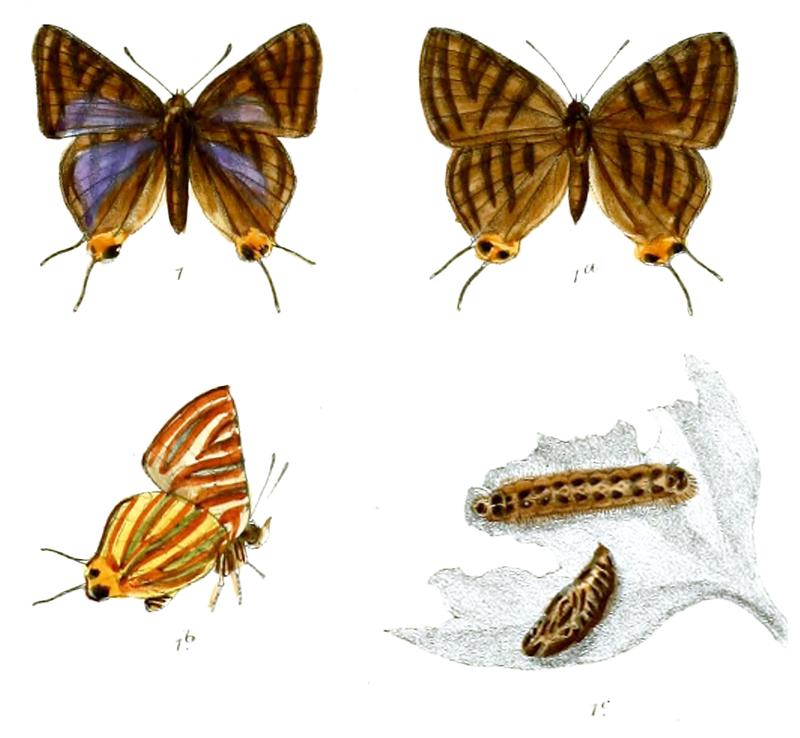 AphnaeusLohita 738 1 Knight