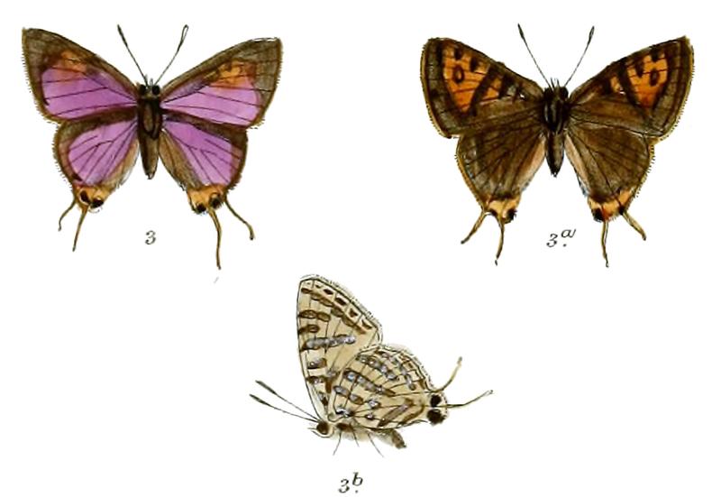 AphnaeusLunulifera 737 3 Fitch