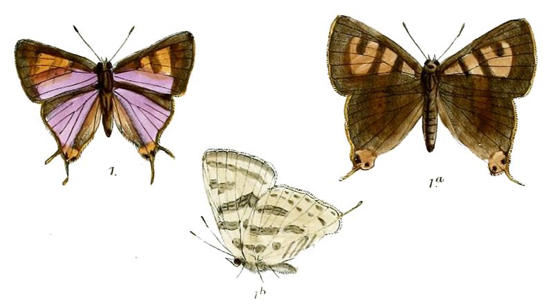 AphnaeusMaximus 737 1 Fitch