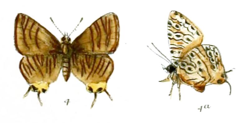 AphnaeusMinima 738 4 Knight