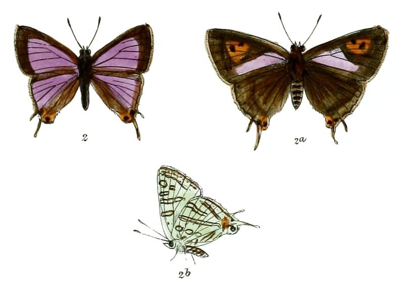 AphnaeusNipalicus 736 2 Fitch