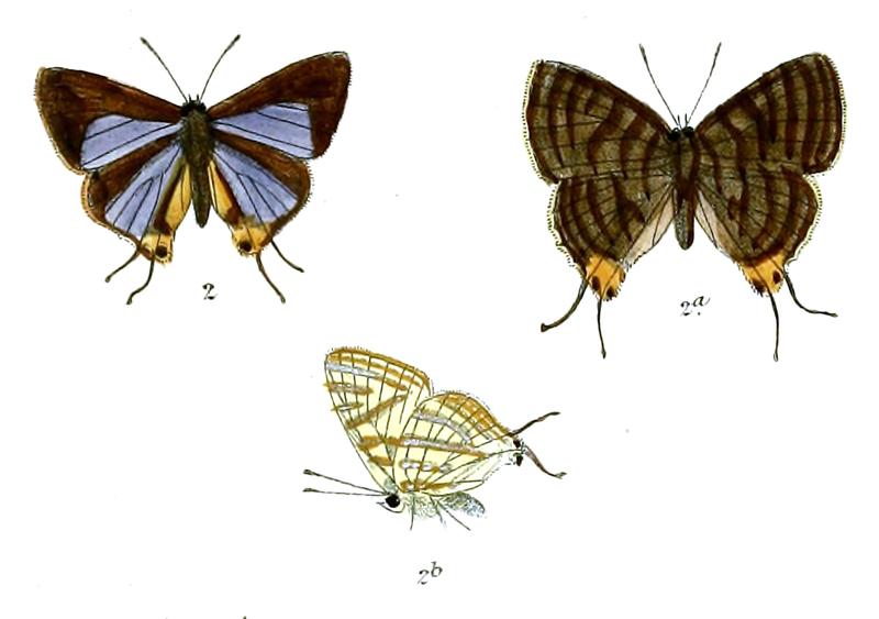 AphnaeusOrissanus 735 2 Fitch