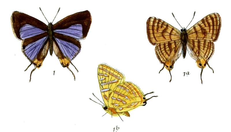 AphnaeusPeguanus 735 1 Fitch