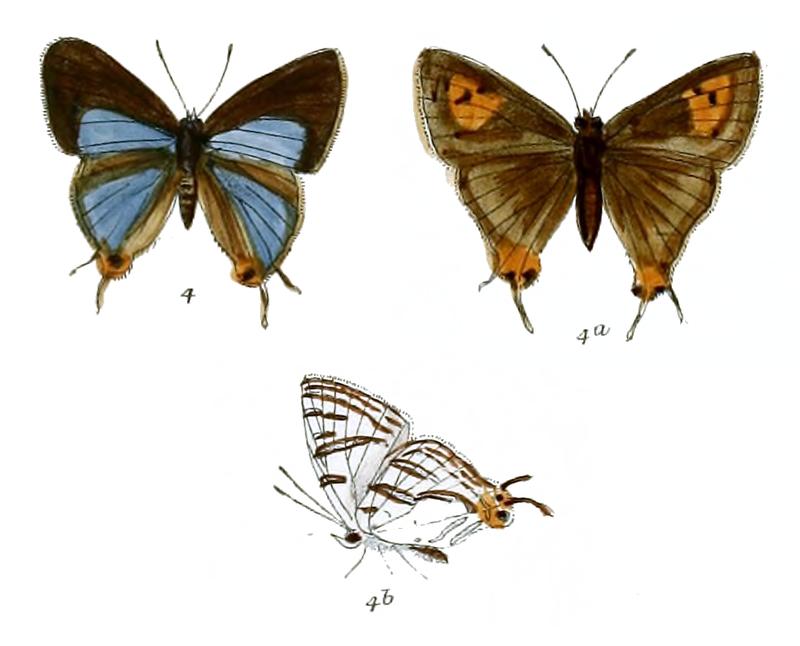 AphnaeusRukmini 736 4 Fitch