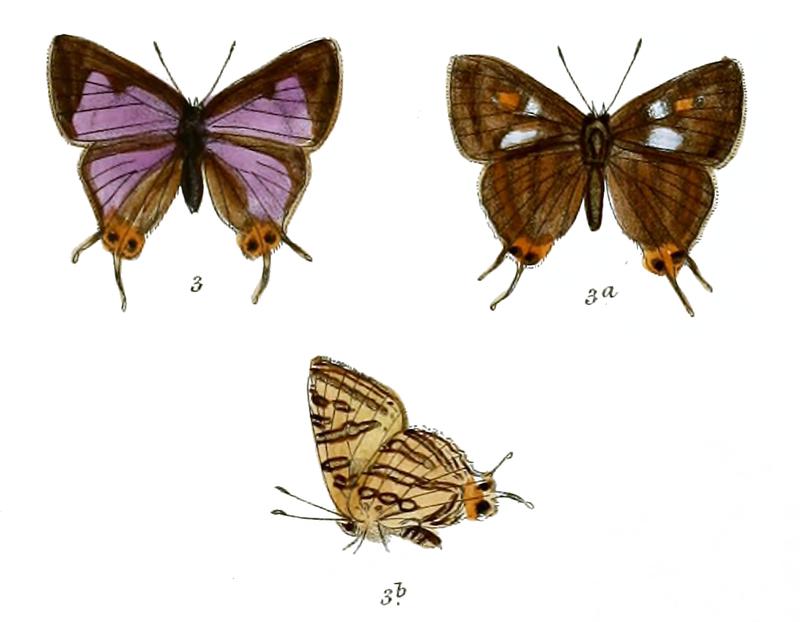 AphnaeusSani 736 3 Fitch