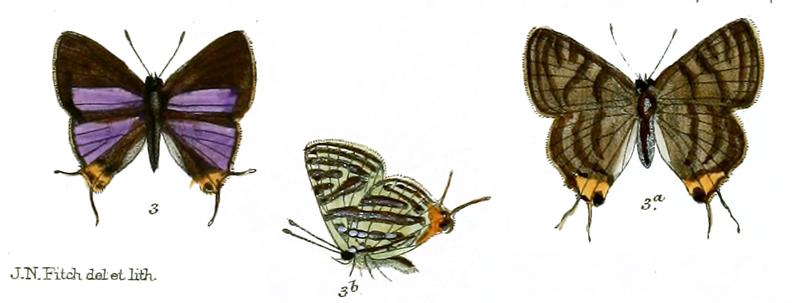 AphnaeusSyama 734 3 Fitch