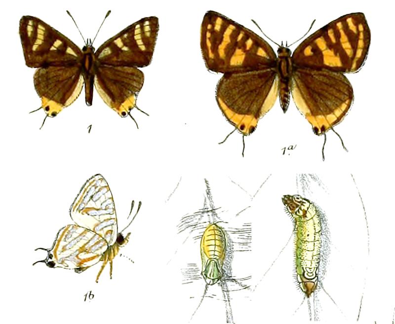 AphnaeusVulcanus 733 1 Knight