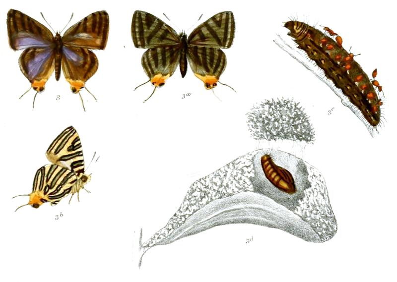 AphnaeusZoilus 738 3 Fitch