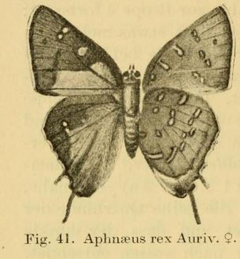 Aphnaeus erikssoni rex Aurivillius, 1909