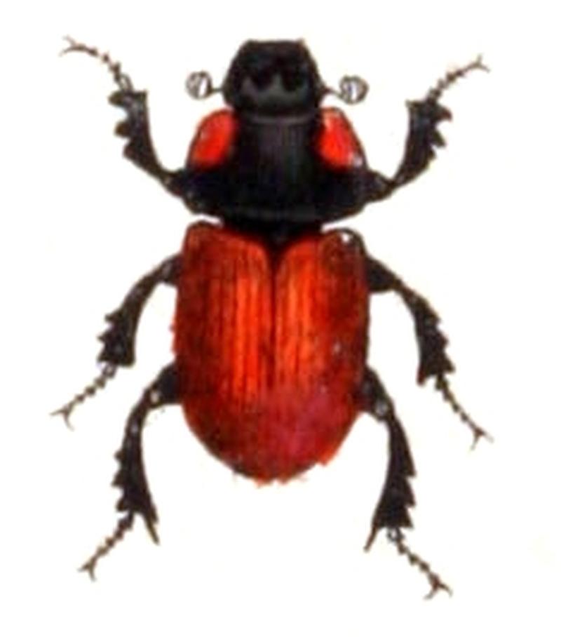 Aphodius.fimetarius.-.calwer.21.20