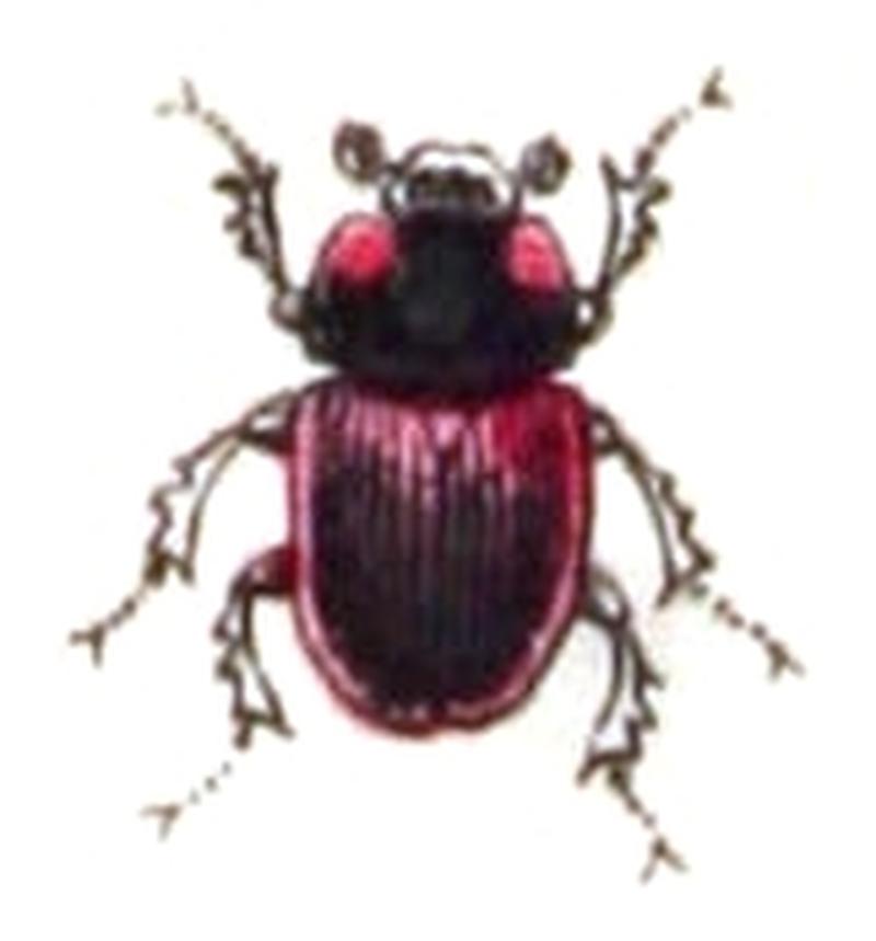 Aphodius.foetens.-.calwer.21.19