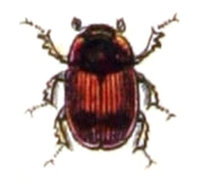 Aphodius.foetidus.-.calwer.21.22