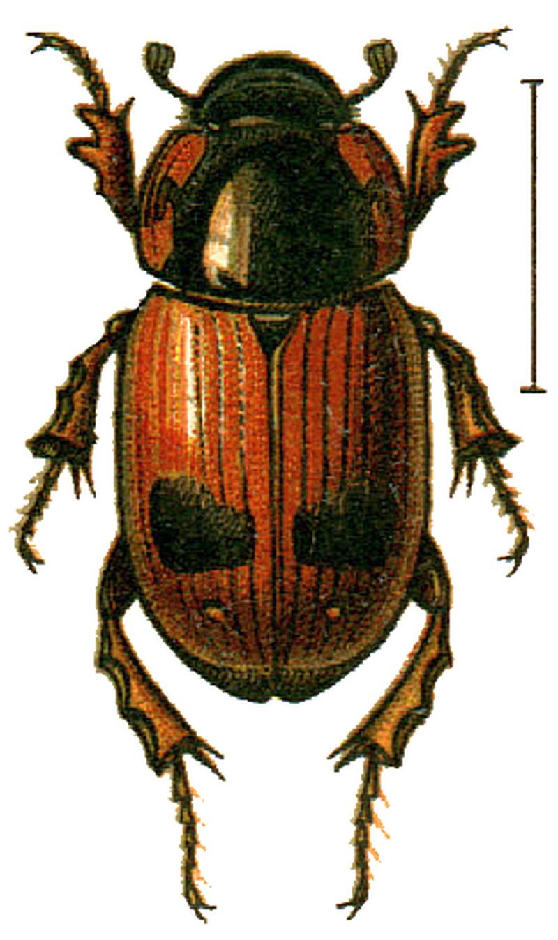 Aphodius bimaculatus