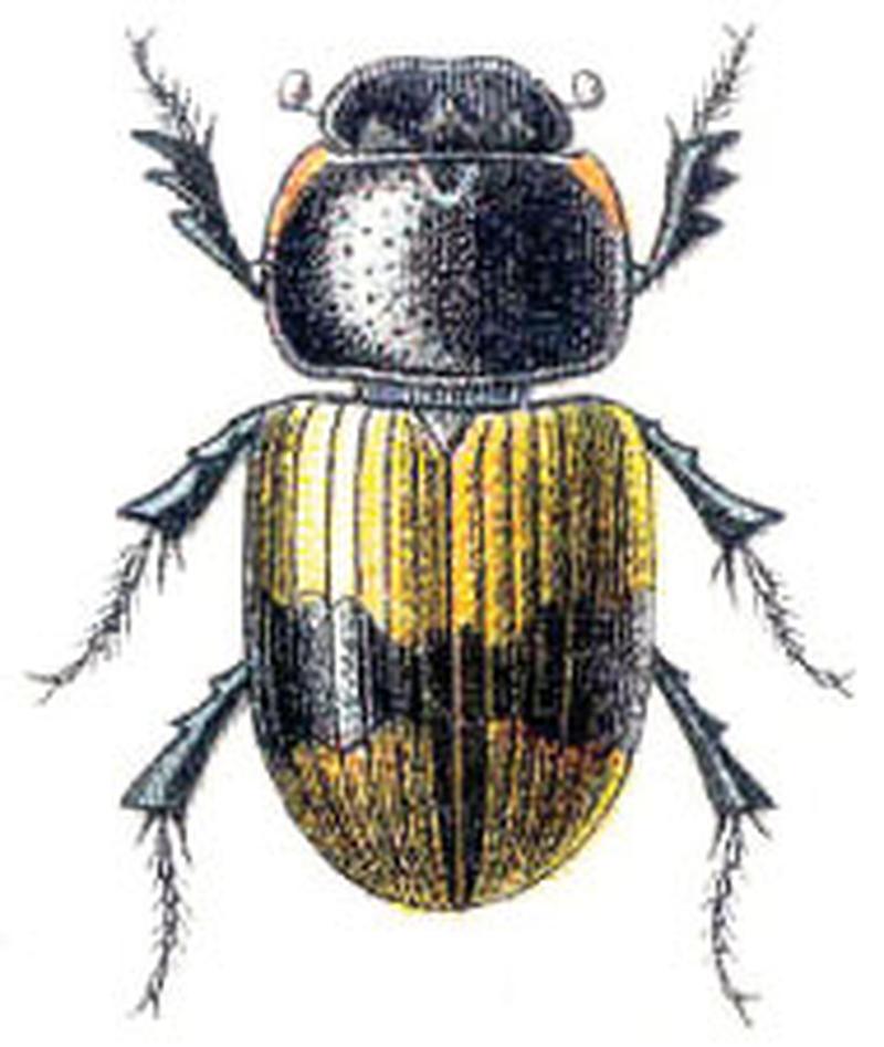 Aphodius coniugatus - Reitter