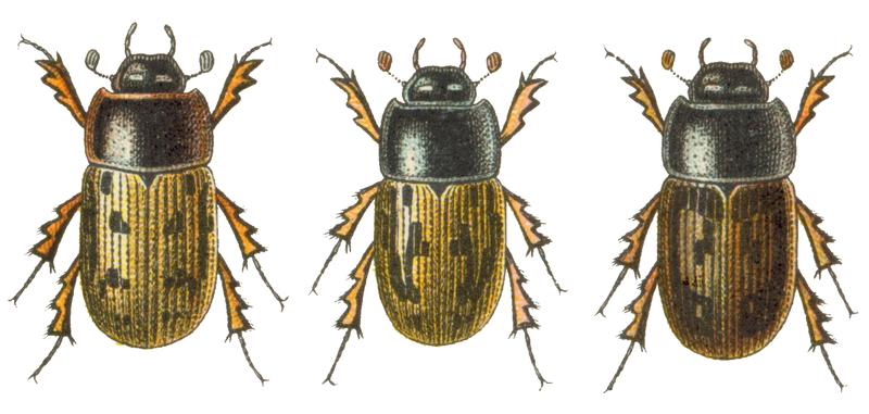Aphodius distinctus