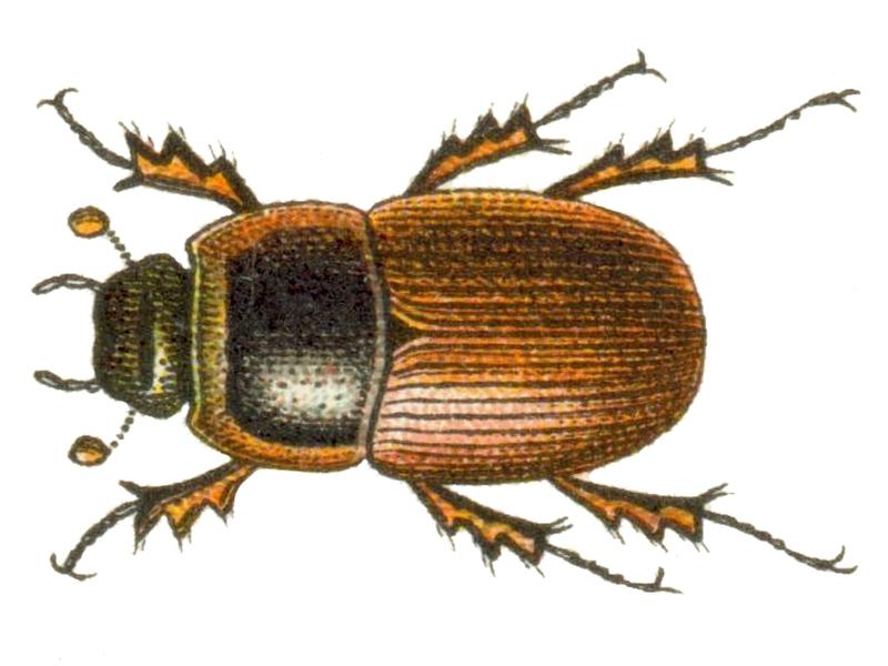 Aphodius foetens